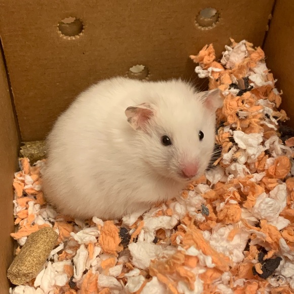 Meet your Posher, Grace - Picture 3 of 3